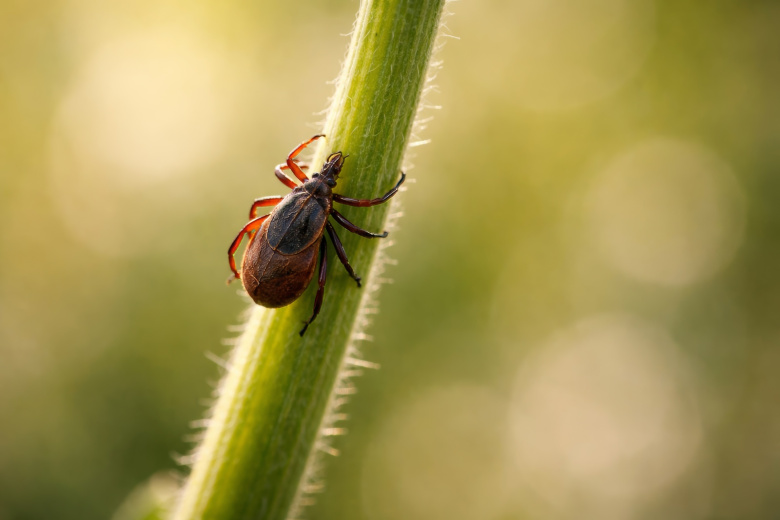 Инфекционист предупредила о неожиданном последствии укуса клеща