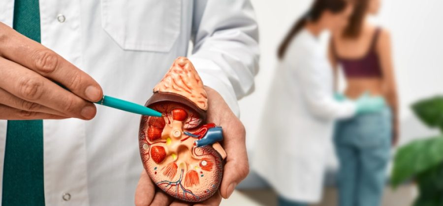 Как вовремя выявить болезнь почек: врач назвала важнейшие исследования