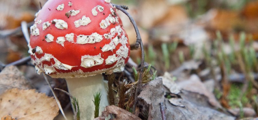Миколог рассказал, какие грибы могут нанести вред здоровью
