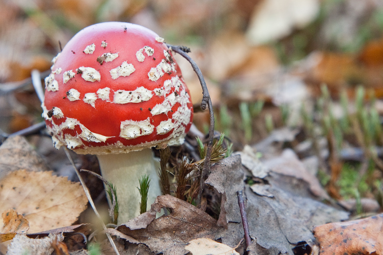 Миколог рассказал, какие грибы могут нанести вред здоровью