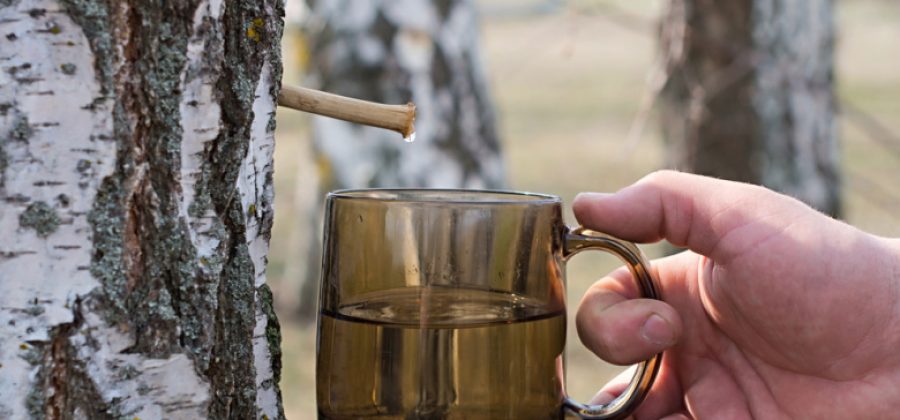 Россиянам рассказали о полезных свойствах березового сока