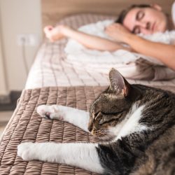 Сомнолог раскрыл, можно ли спать в одной кровати с питомцами