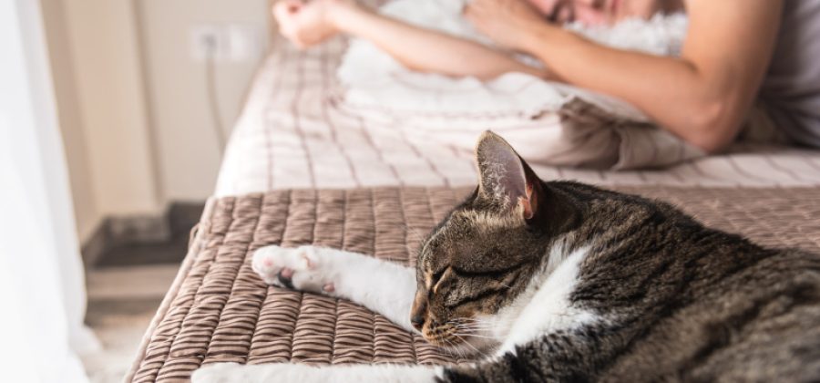 Сомнолог раскрыл, можно ли спать в одной кровати с питомцами