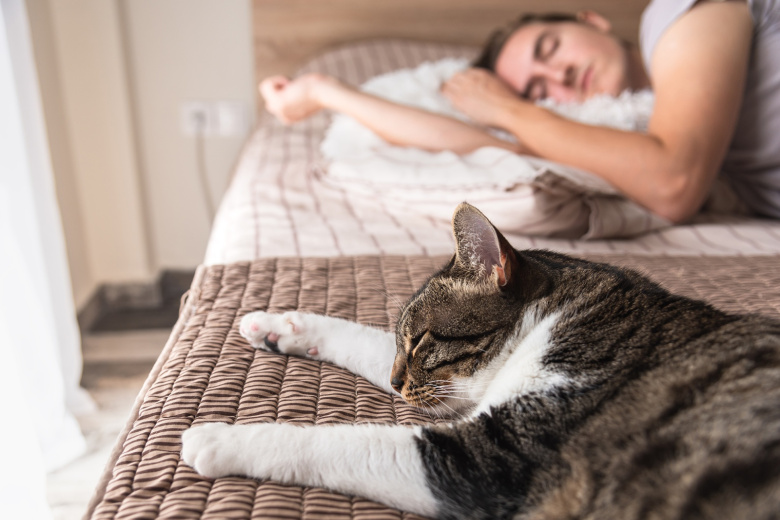 Сомнолог раскрыл, можно ли спать в одной кровати с питомцами