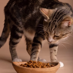 Корм для кошки из натурального мяса: польза, преимущества и осознанный выбор