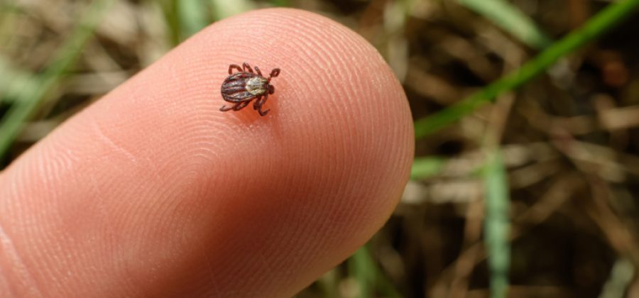 Вместе с весной в Россию придет нашествие клещей