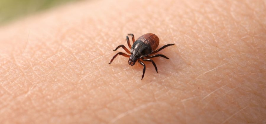 Врач дал советы, как правильно сдать клеща на анализ после укуса