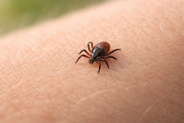 Врач дал советы, как правильно сдать клеща на анализ после укуса