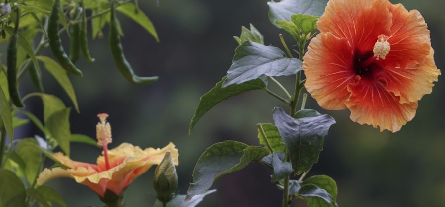 Как быстро размножить китайскую розу дома: лучшие способы