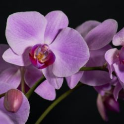 Разноцветные орхидеи — легенда о цветке и его значение